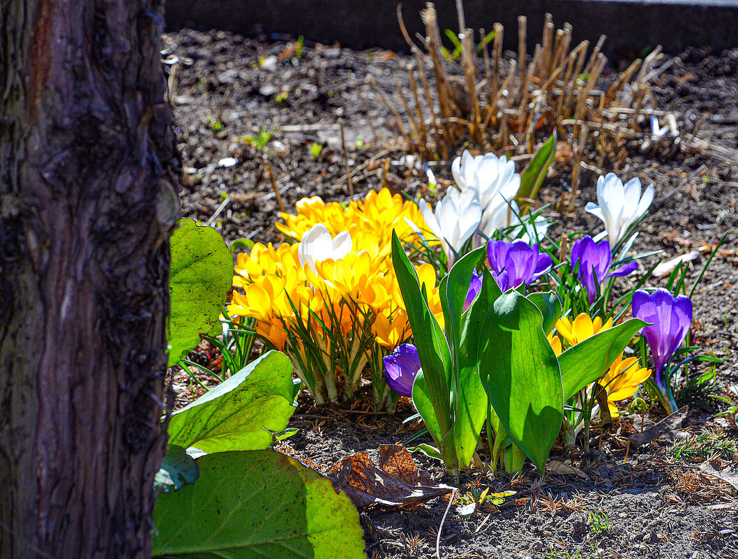 Цветы апреля - Oleg4618 Шутченко