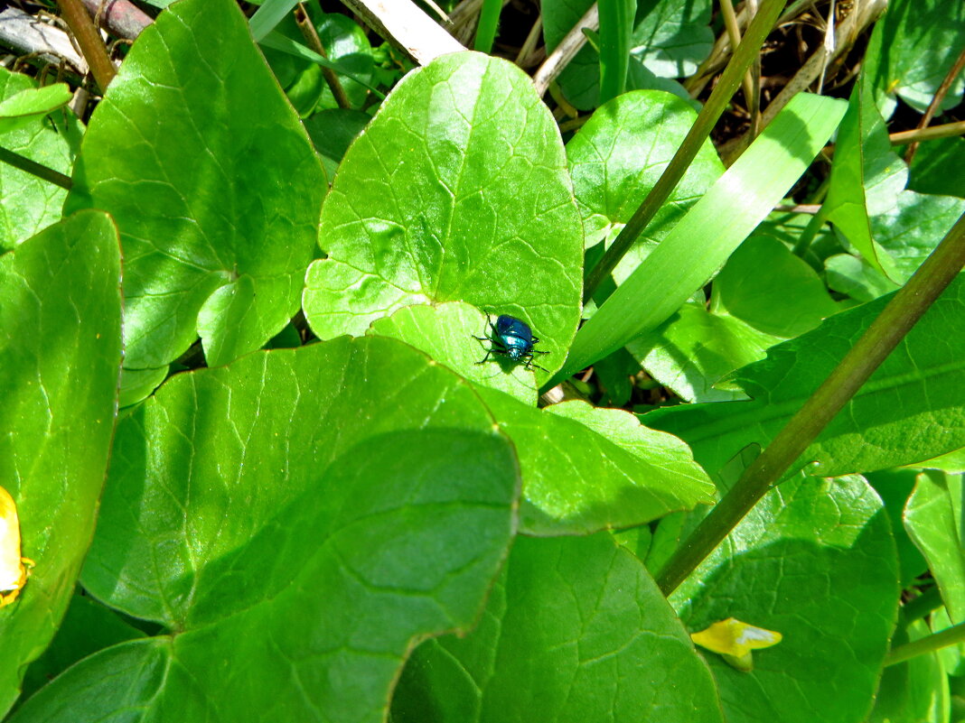 Синий хищный клоп (Zicrona caerulea) - Ivan Vodonos