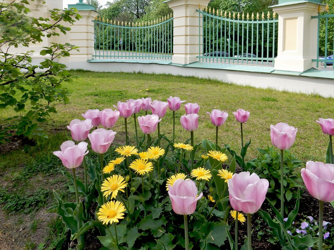 Ораниенбаум, цветы у ограды парка - Елена Гуляева (mashagulena)