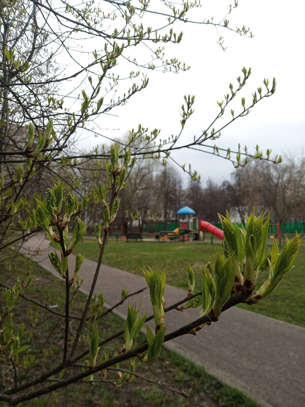 Весна в городе - Natali_dubrovosja 