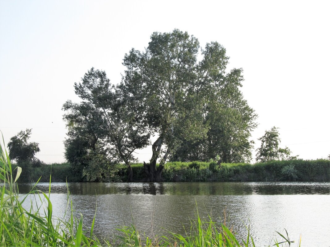 Дерево и пруд - tatyana 