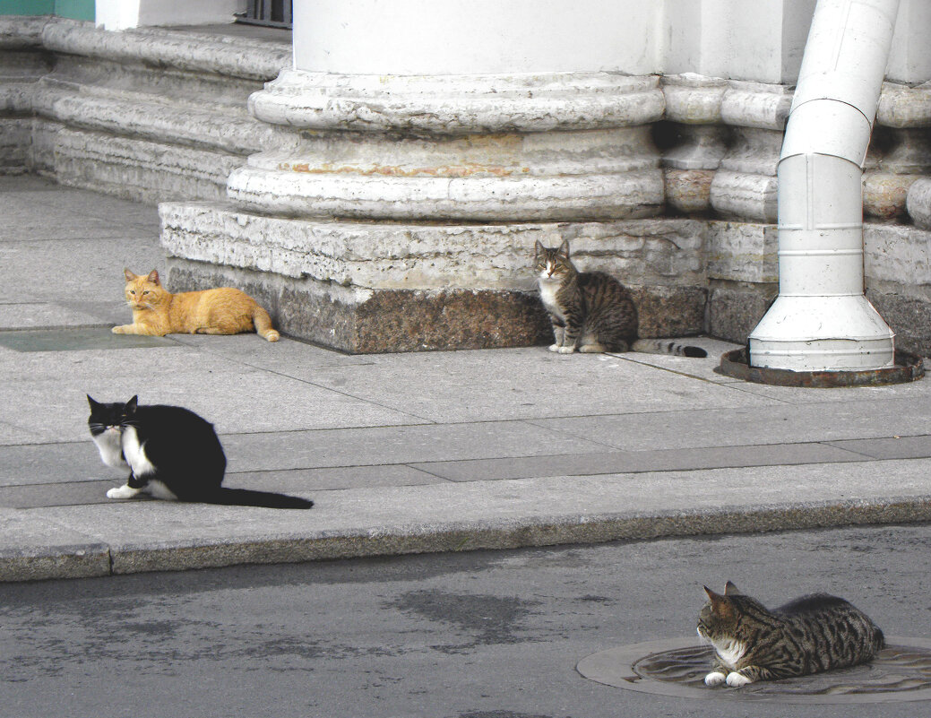 Знаменитые эрмитажные сторожевые коты :-) - Стальбаум Юрий 