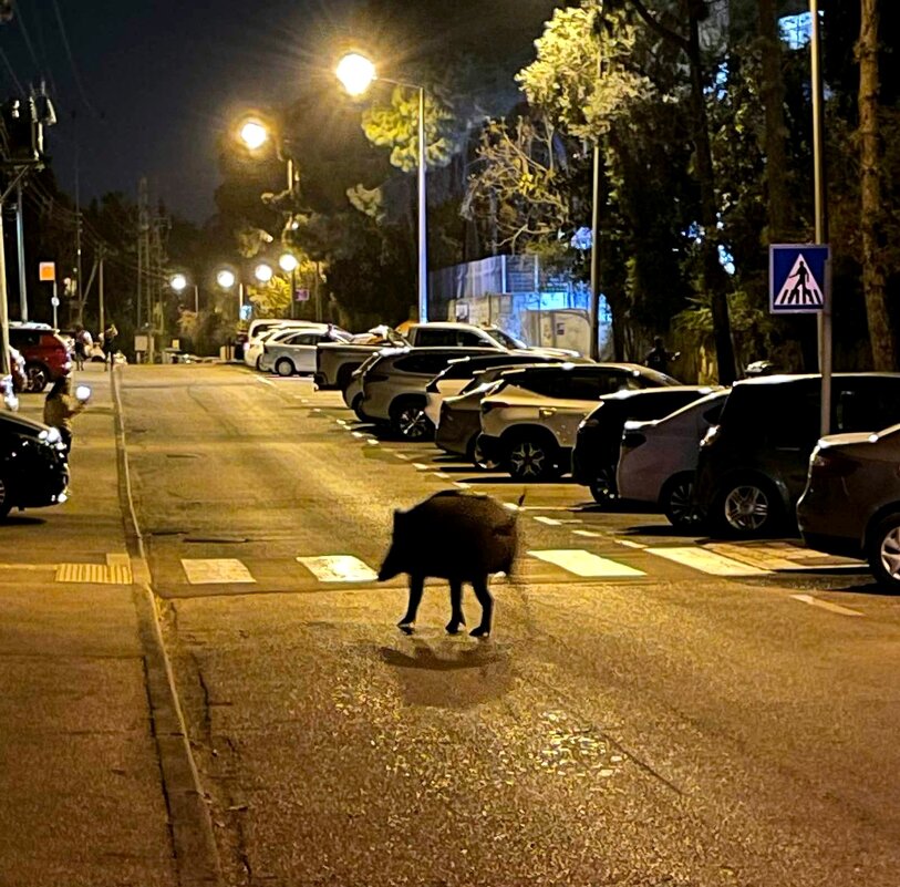 Призрак в ночном городе. Израильские зарисовки - Елена 