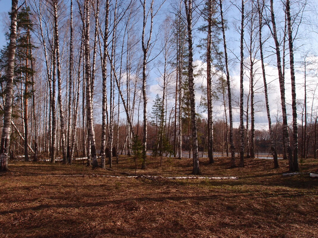 Лес у реки - Андрей Зайцев
