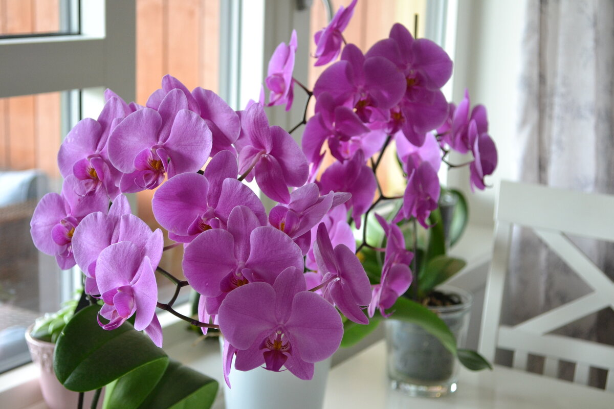 Орхидея на окне - Елена Байдакова