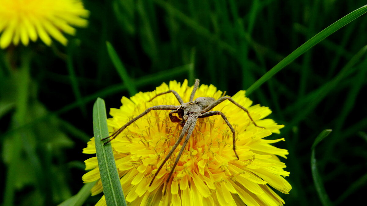 Pisaura mirabilis (дослівно - пізаура дивовижна) — павук родини Pisauridae - Ivan Vodonos