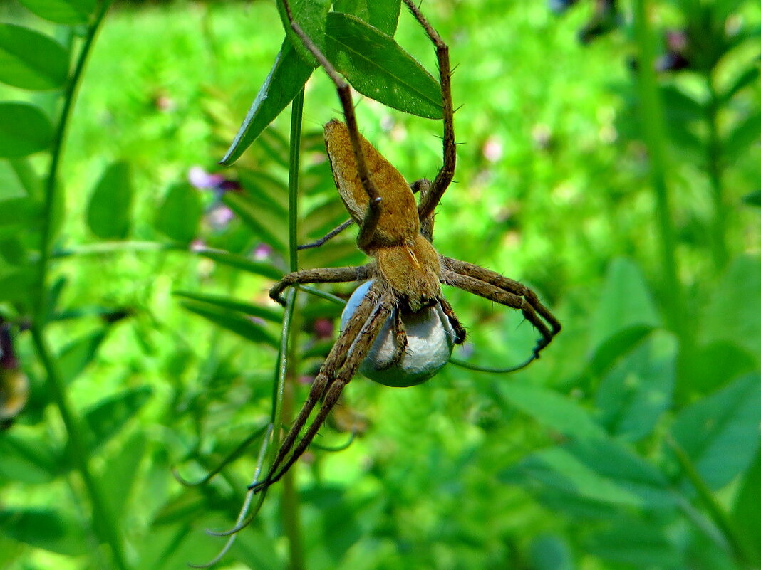 Pisaura mirabilis (дослівно - пізаура дивовижна) — павук родини Pisauridae - Ivan Vodonos