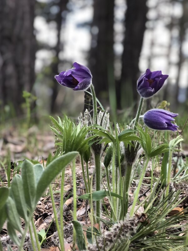 Радости весны - Надежда Шубина