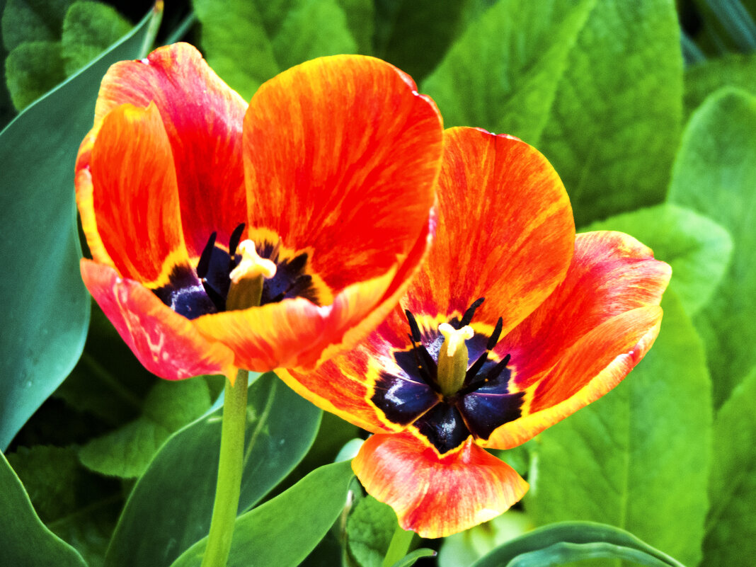 Тюльпаны  в ботаническом  саду - Валентин Семчишин