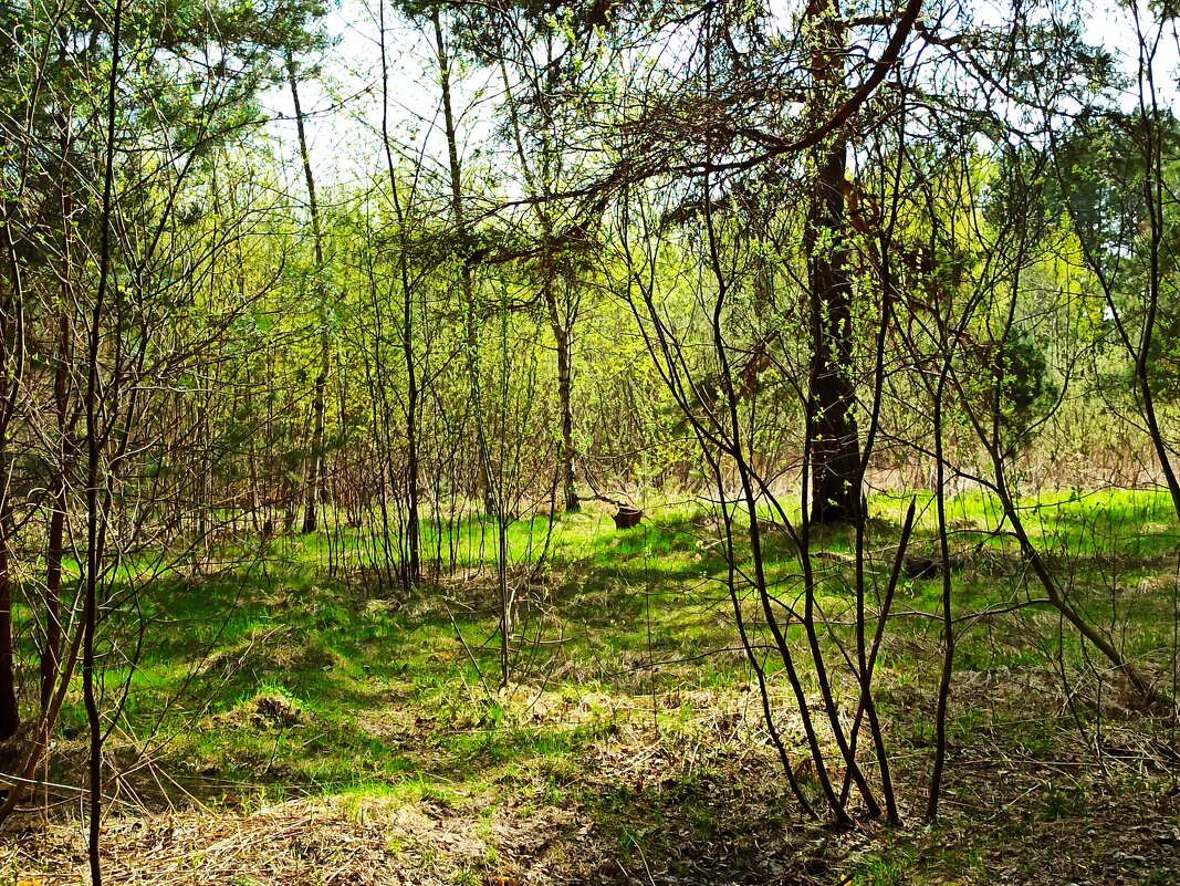 С утра умылся весенний лес - veilins veilins