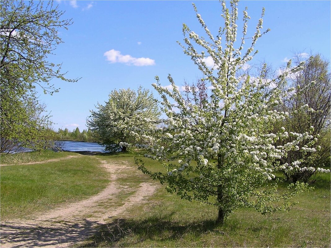 Цветущий май на реке Березина - Геннадий Худолеев Худолеев