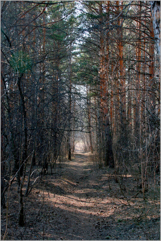 Лесная тропинка - Алексей Хвастунов