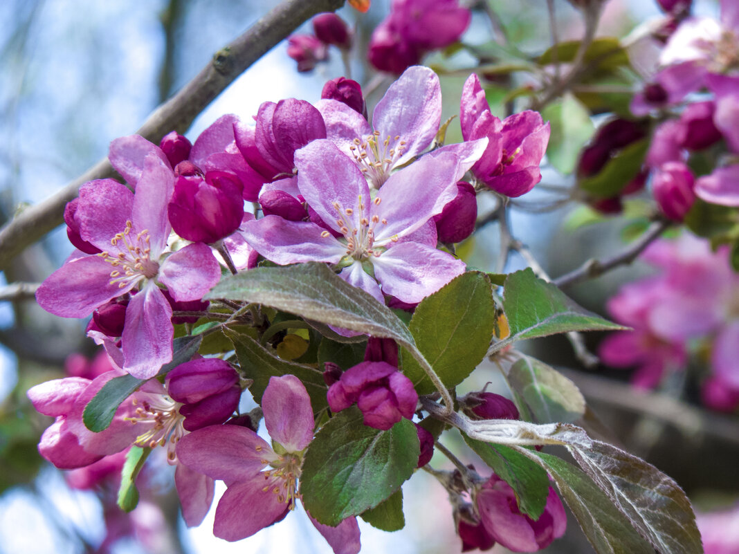 Цветы  в  апреле - Валентин Семчишин