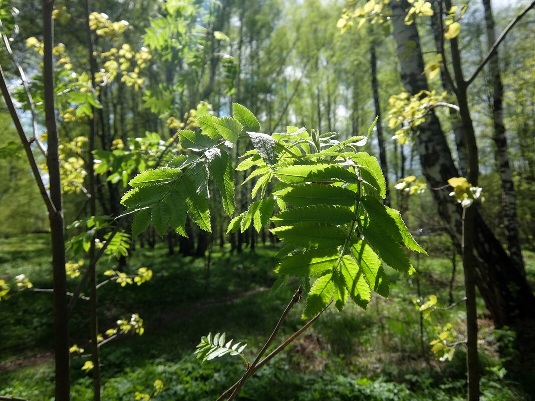 *** - Люба 