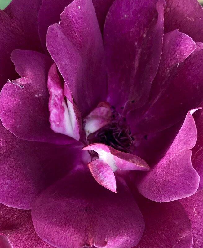 Роза необычного цвета - Pippa 
