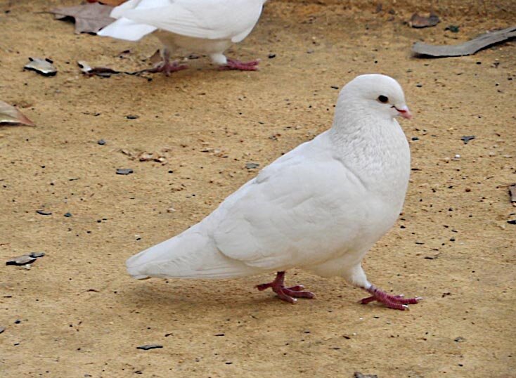 Белые голуби в Испании - Любовь Зинченко 