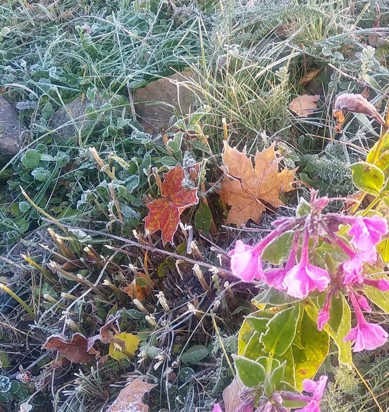 Первые заморозки - Маруся Маруся