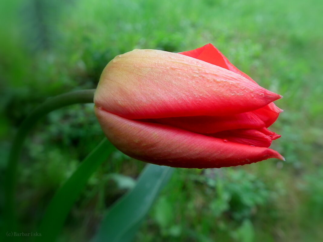 "...И второй цветок был тюльпан..." (из сказок "Тысяча и одна ночь") - Оксана (Barbariska) Михайлова
