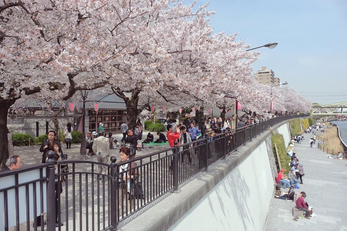 Цветение сакуры вдоль реки Сумида Токио Япония - wea *
