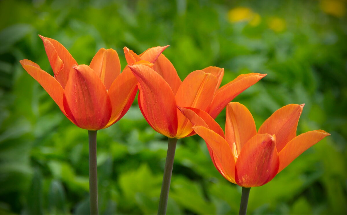 Оранжевые тюльпаны - lady v.ekaterina
