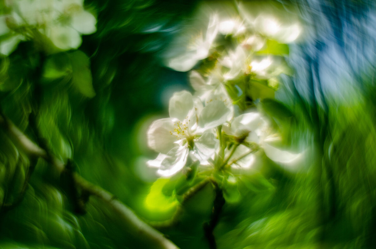 яблоня в цвету - Александр Леонов