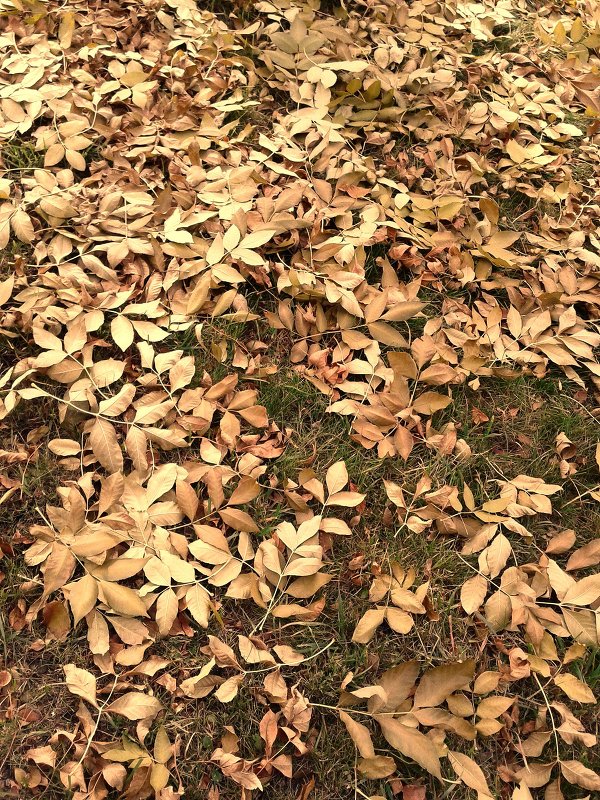 Ковёр из листьев ясеня - Марина Мамзина (Калета)