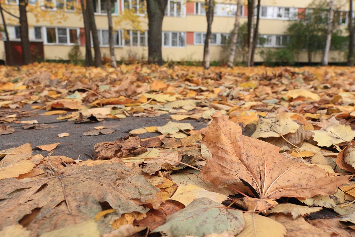 Осень в городе - Михаил Лесин