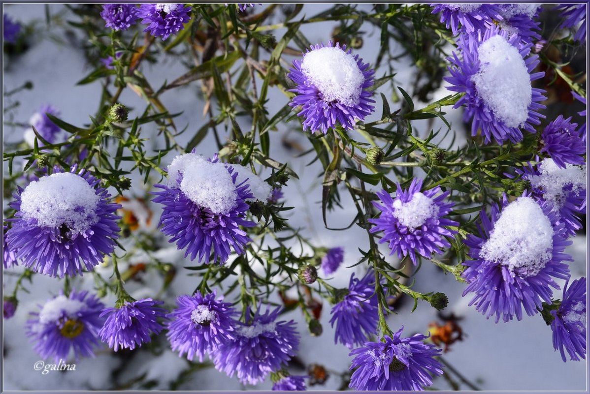Поздние цветы в снегу - galina tihonova