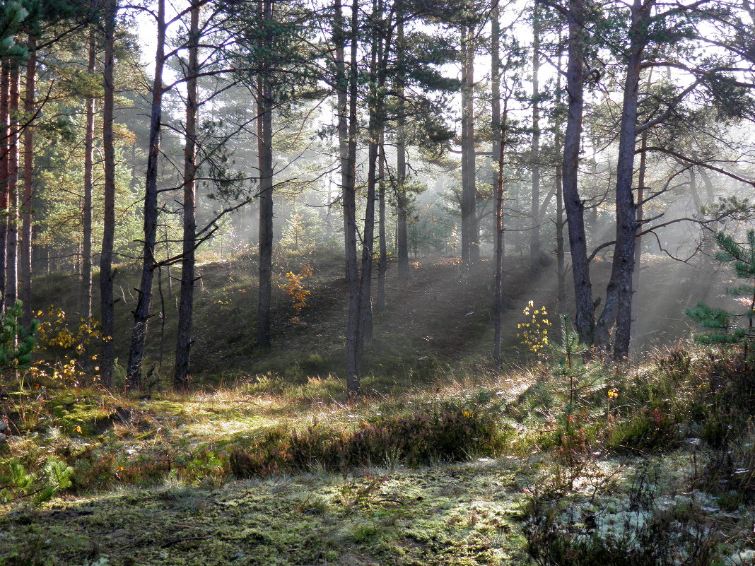 Утро в осеннем лесу - Любовь Изоткина