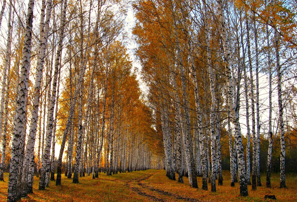 Осенняя - Olenka 