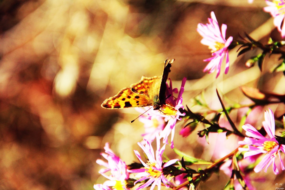 Даже осенью летают бабочки..) - Daria Melnikova