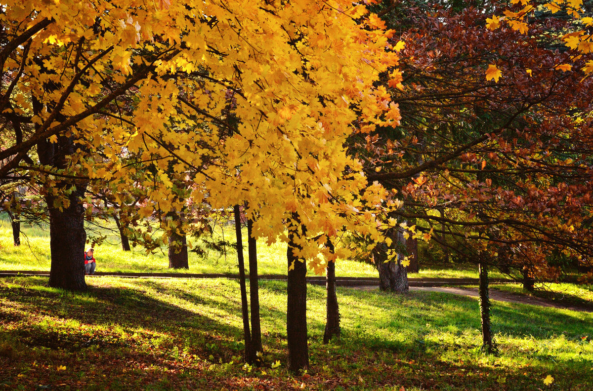 Осень в парке - Алёна Жила