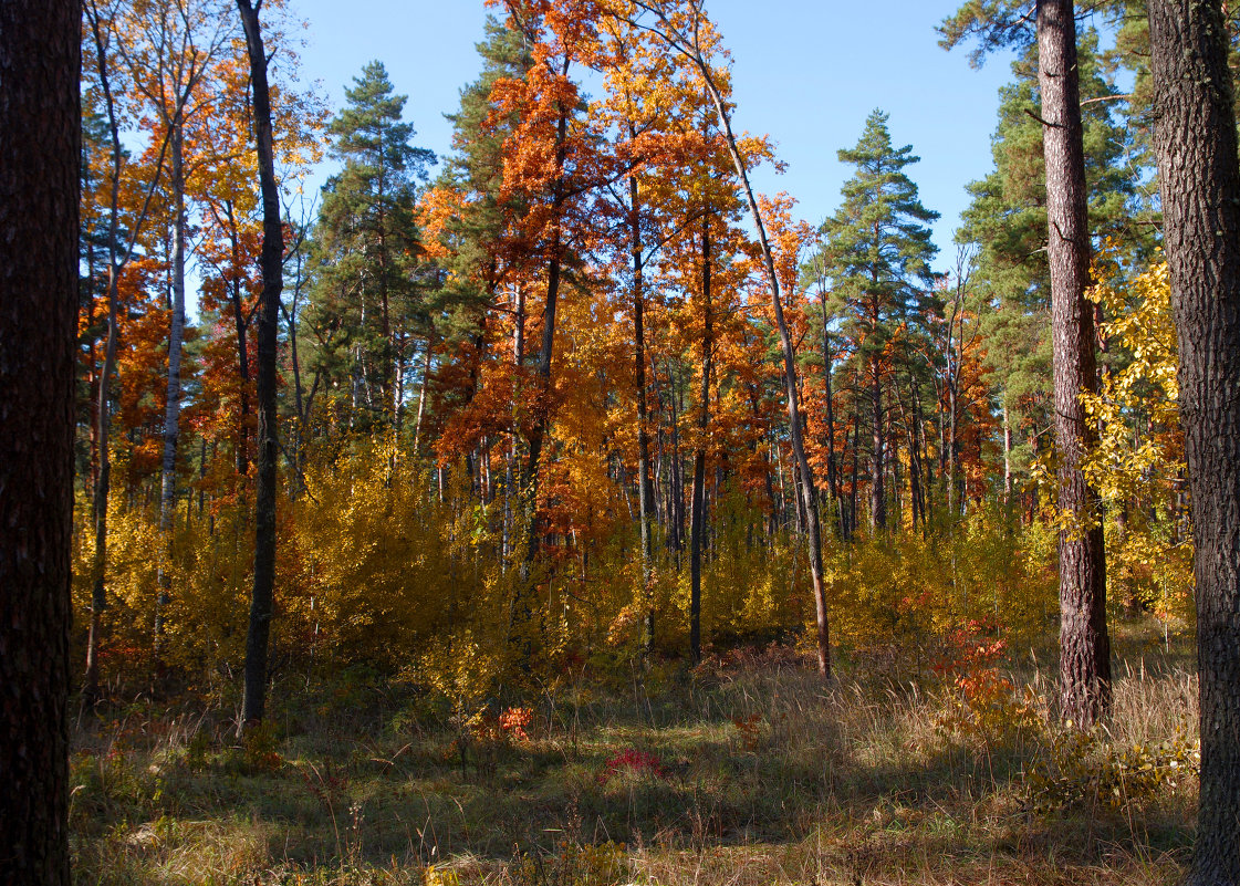 Лесная панорама октября - Владимир Нев