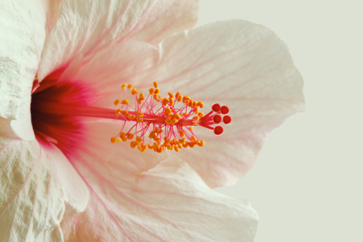 Pink hibiscus flower - Lidiya Dmitrieva