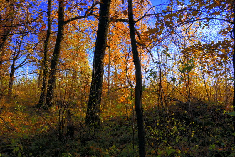 Осень в лесу. - Ирина Киямова