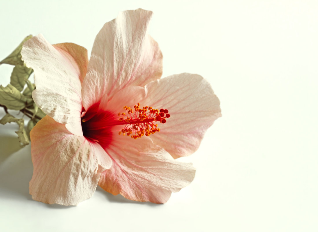 Pink hibiscus flower - Lidiya Dmitrieva