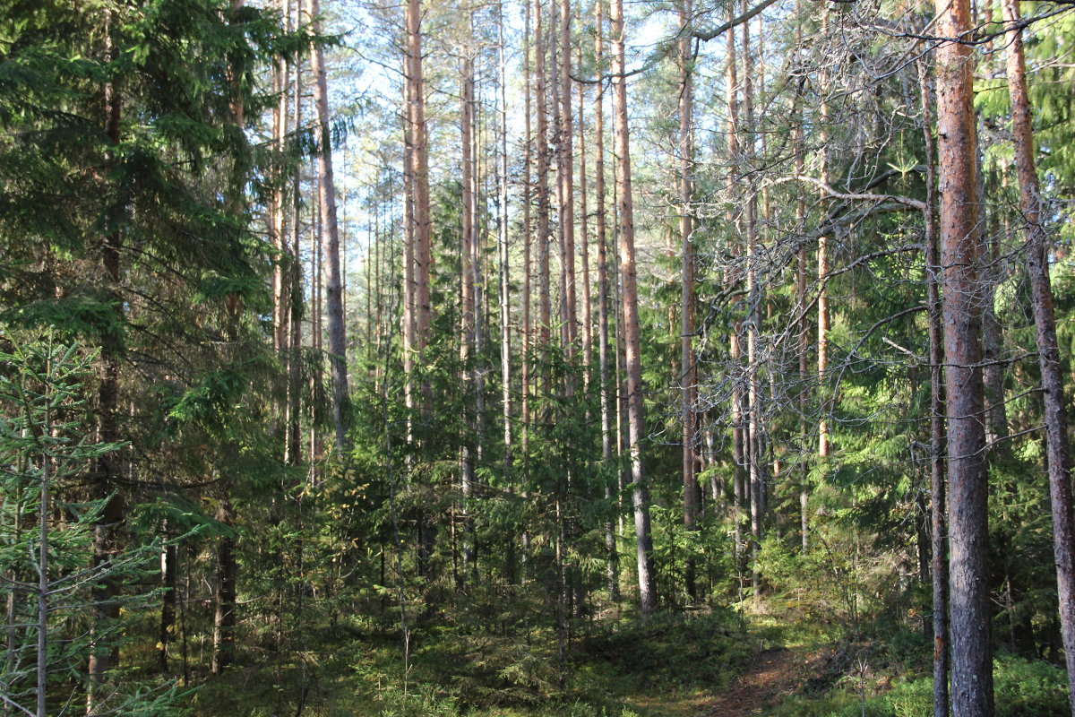 лес - Вика 