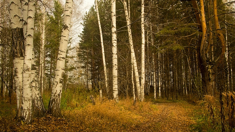 *** - Вадим Губин