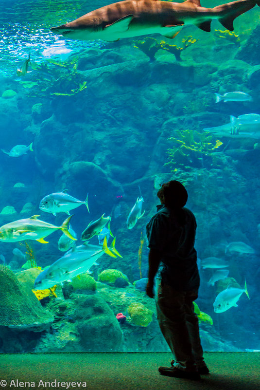 Большой аквариум - Alena 
