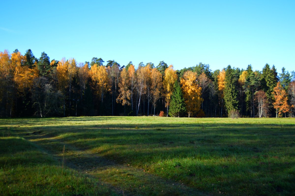 Осенний лес - Mария Семенова