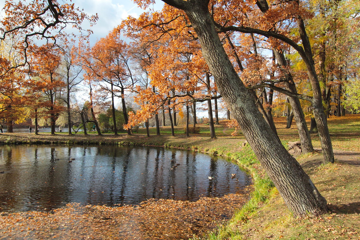 Осень в Гатчинском парке. - Anton Lavrentiev