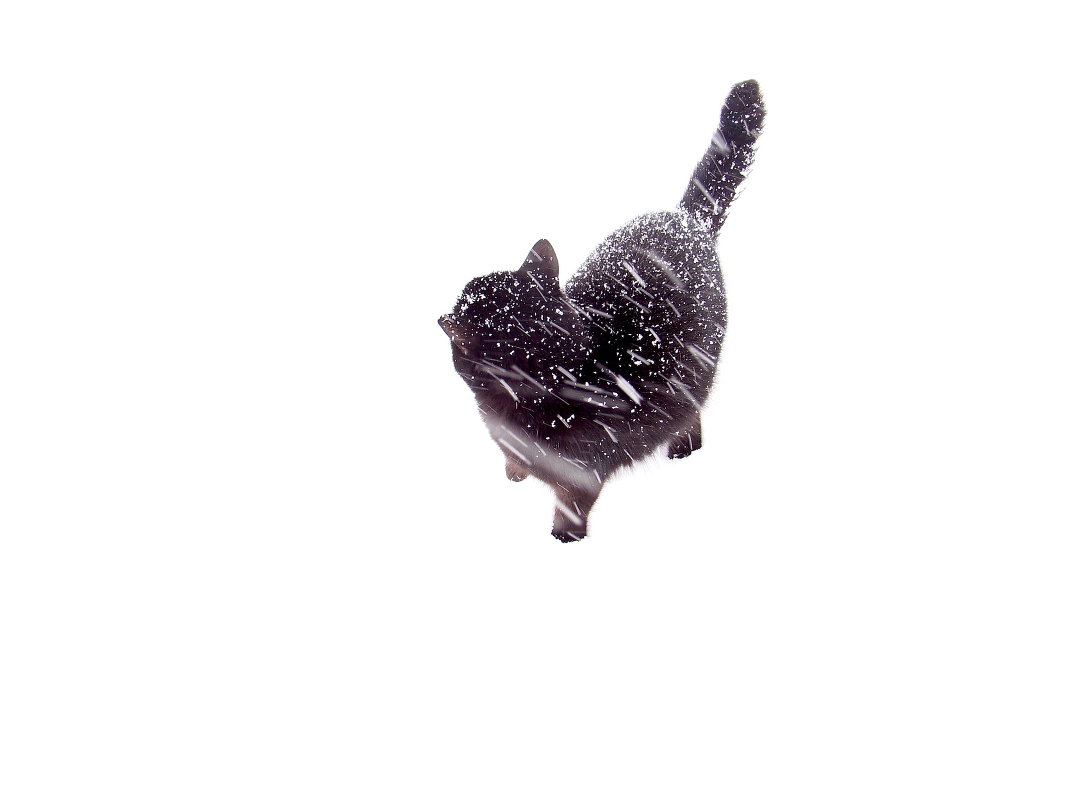 Снежный кот - astrovol 