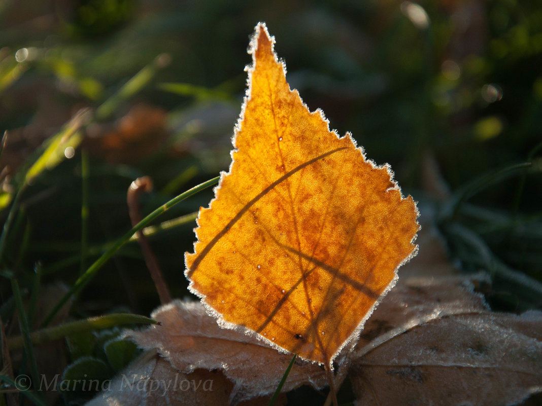 Лист березы в инее, подсвеченный солнцем - Марина Напылова