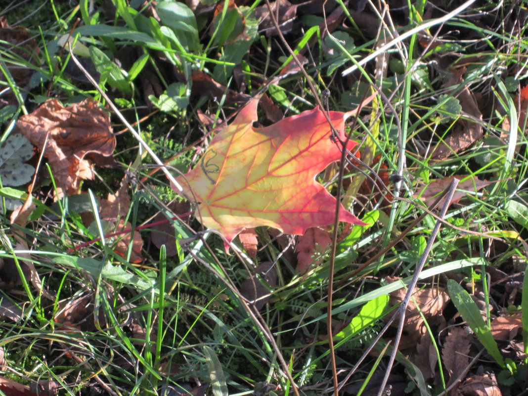 Осенний листок - Елена 
