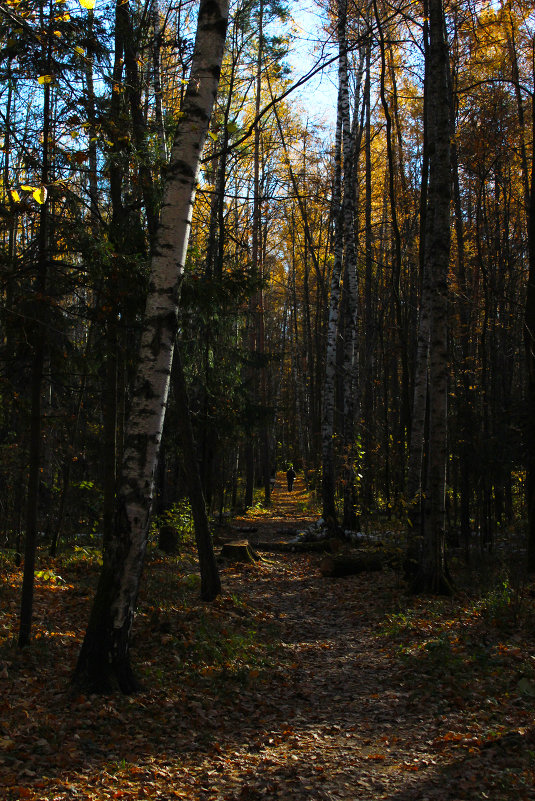Осенний лес - Анастасия Д