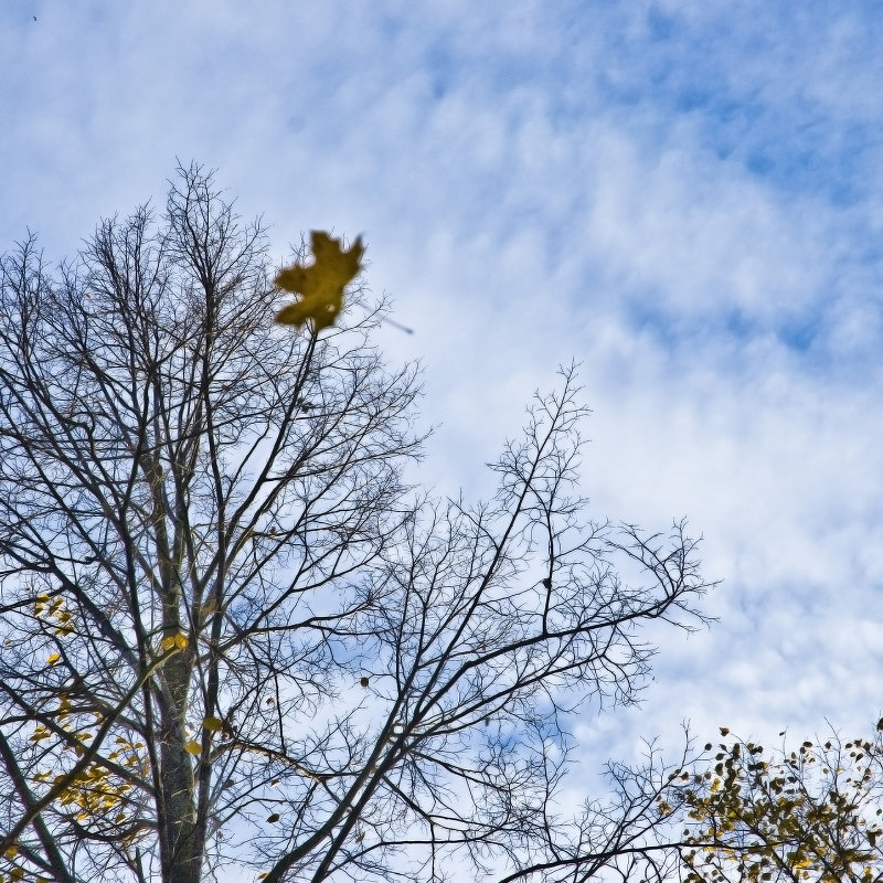 Перелетные листья - Инна Шолпо