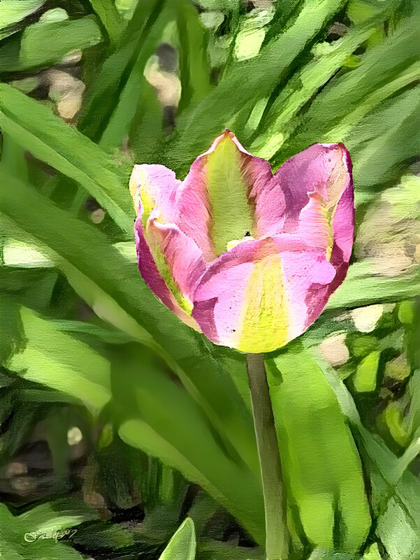Начало мая... Цветут дождливым утром тюльпаны… - Freddy 97
