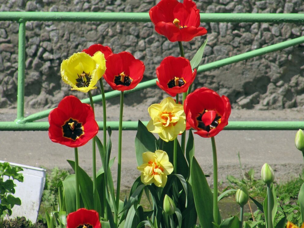 Тюльпаны - Вера Щукина