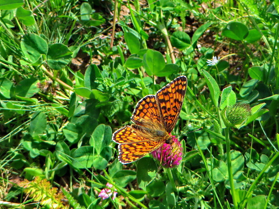 Рябець Феба (Melitaea phoebe) — вид денних метеликів родини сонцевиків (Nymphalidae). - Ivan Vodonos