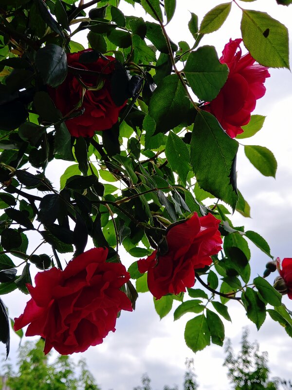 Куст вьющей розы .... - tatyana 